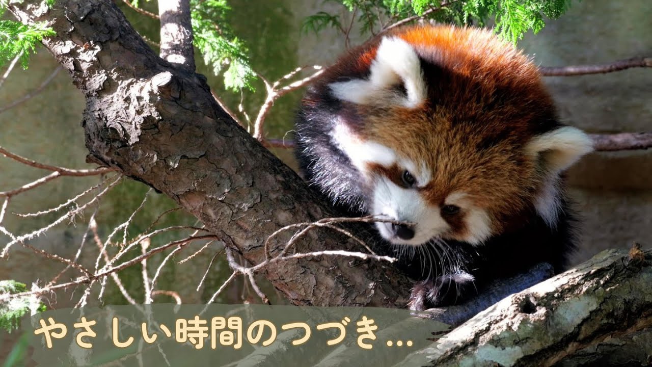 やさしい時間の後半…眠くなるモナカちゃん