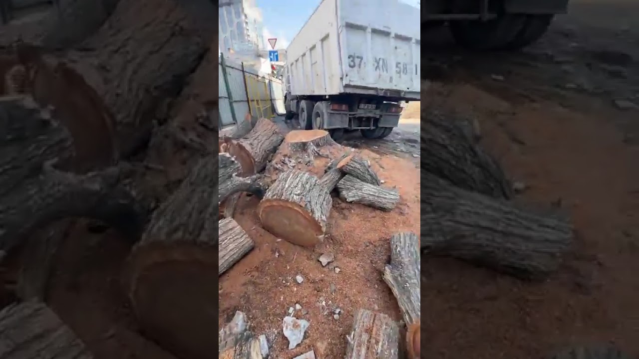 «Կենտրոնում առողջ ծառեր են հատում»․ Էդուարդ Հայրումյան#asekose #news