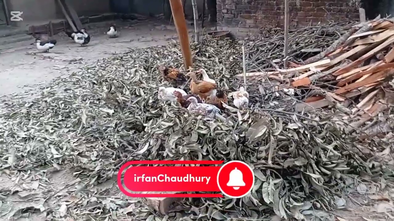 আমাদের পুকুরে এক দল দেশি হাঁস ও চিনা হাঁস মুরগী খাবার পরে কেমন করে 