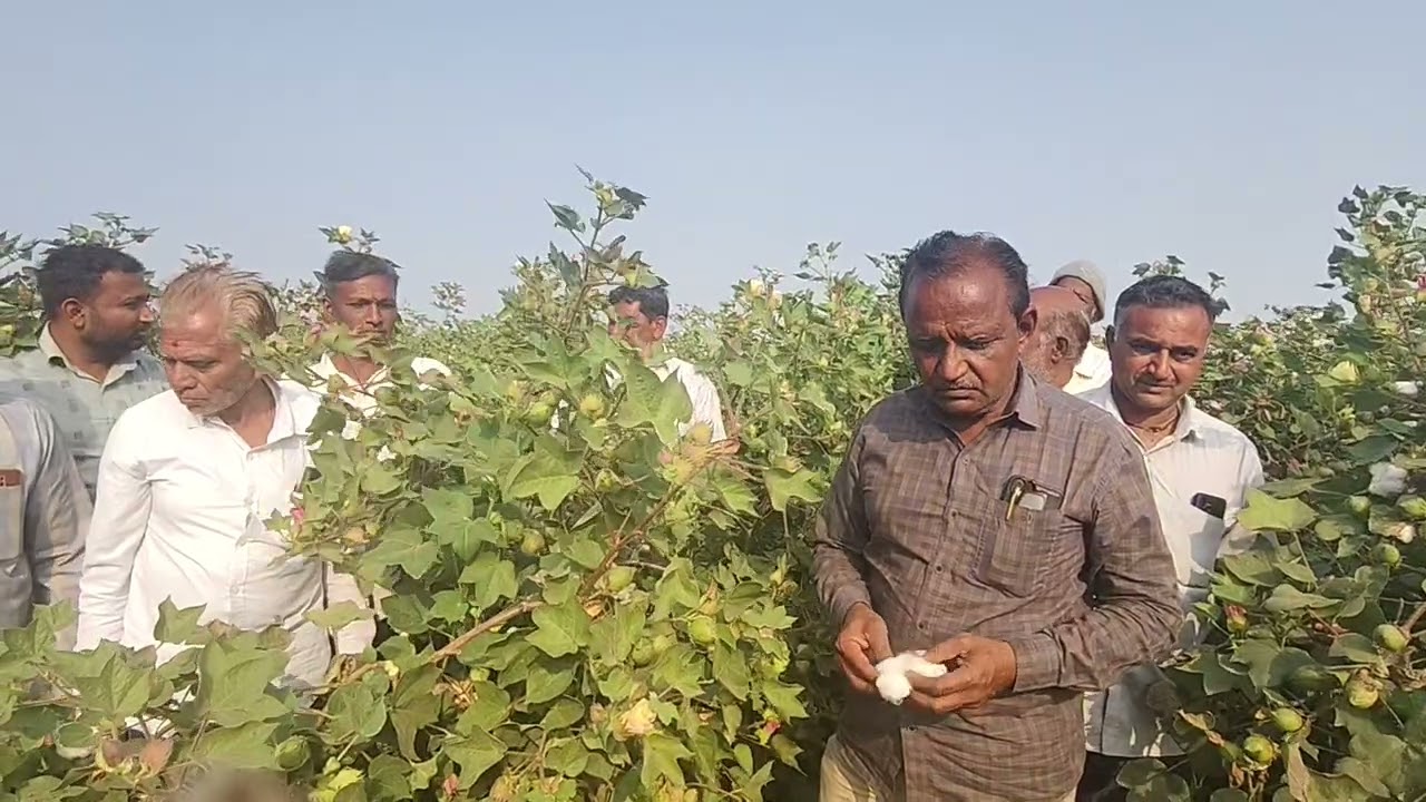 તા. 8.1.26 ગોરડકા ડી.101અને 111 ની ફિલ્ડ વિઝીટ નાના જીઝાવદર ગામના ખેડૂતો mo. 9824828201