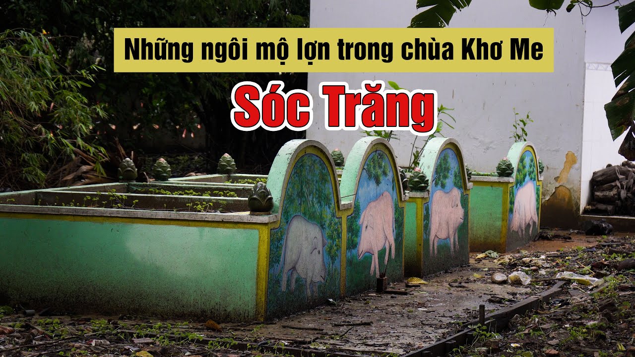 Bí ẩn tục chôn lợn ( heo ) 5 móng ở chùa Dơi tỉnh Sóc Trăng