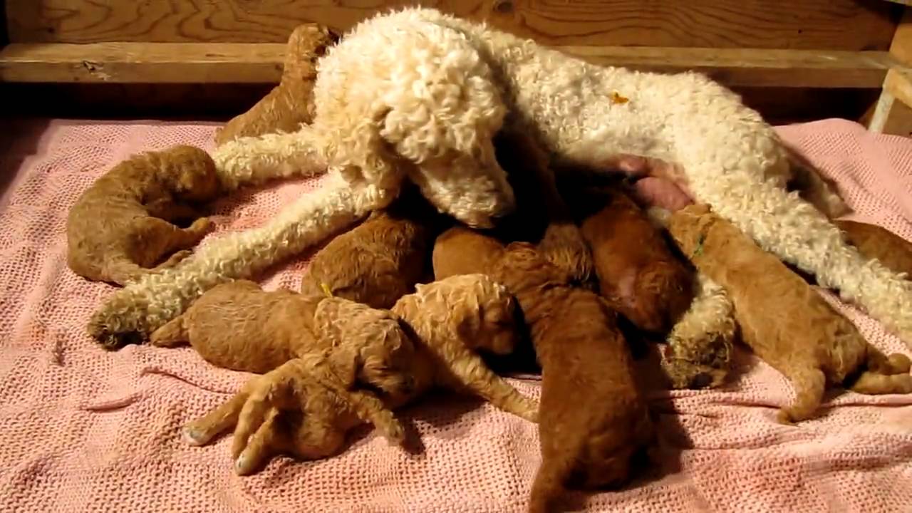 Standard poodle puppies at 2 weeks