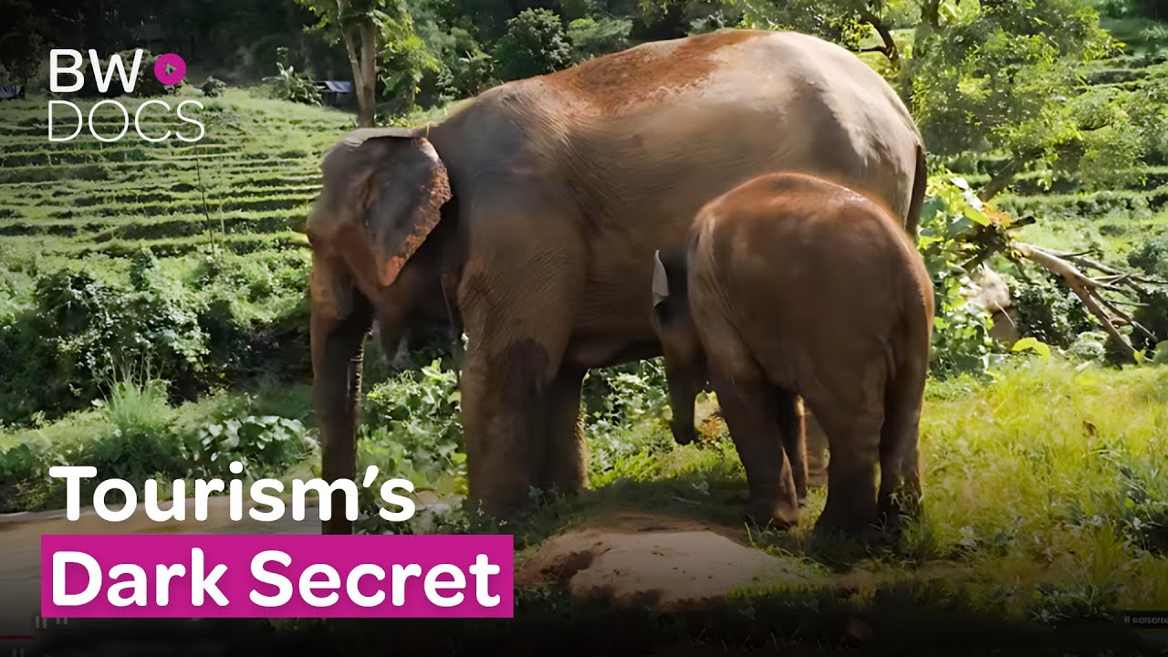 The Dark Secret of Elephant Tourism | Giant Slaves | Full Documentary