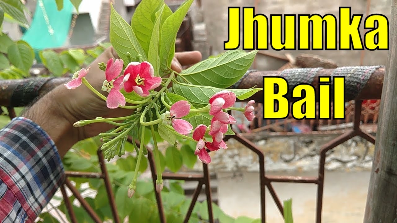 Jhumka Bail Nursery Se Kis Mosam Main Leni Chaye