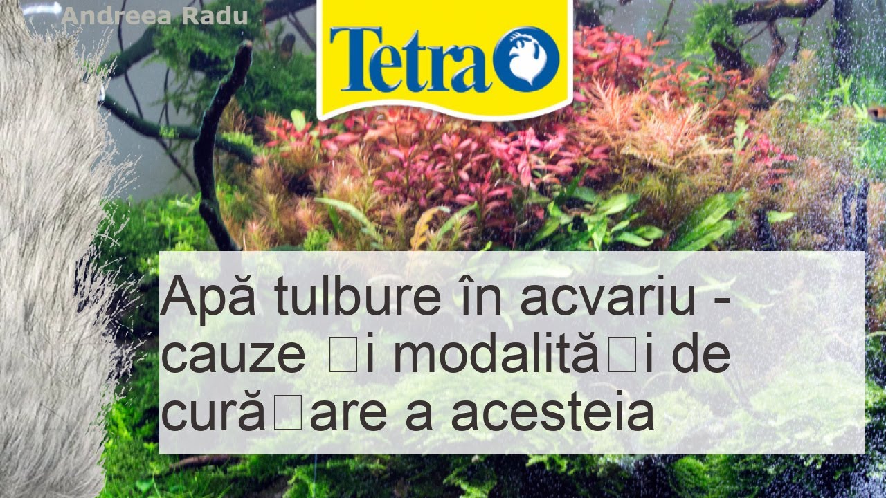 Apa tulbure in acvariu - cauze, remedii acasa