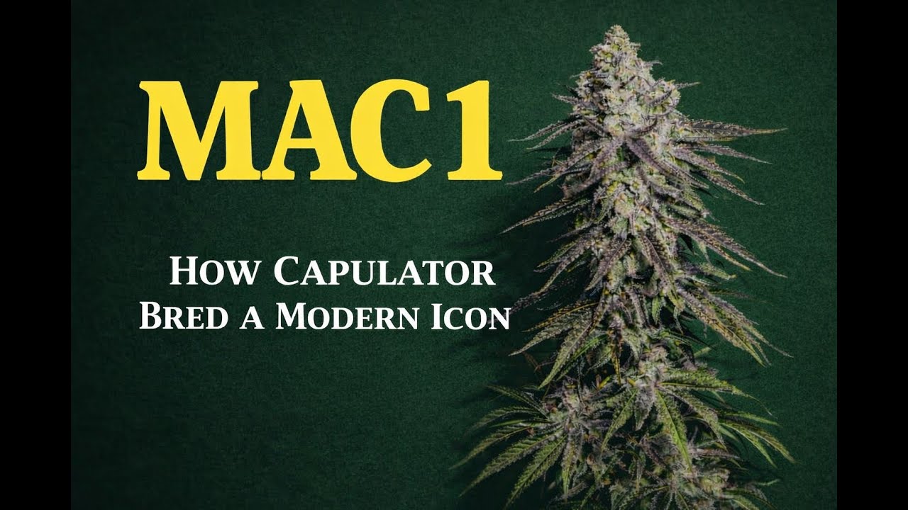 THE MAC 1 STORY BRED BY CAPULATOR  🌱