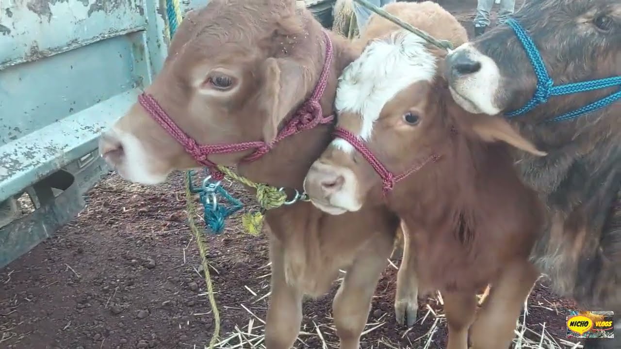 ESTA PLAZA GANADERA LO TIENE TODO-BECERROS-BORREGOS,AVES,CHIVOS,PERROS,MULAS,TODO DE PRIMERA.
