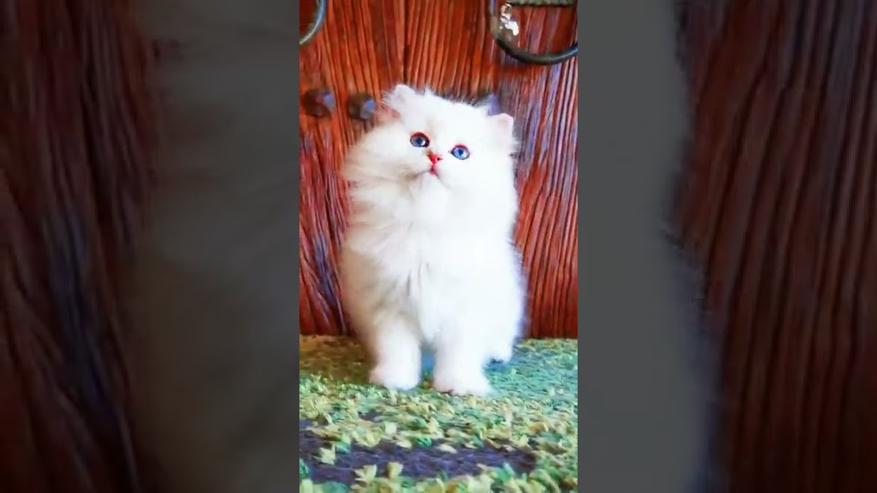 Cute Kittens Videos & Funnies Lovely Cat