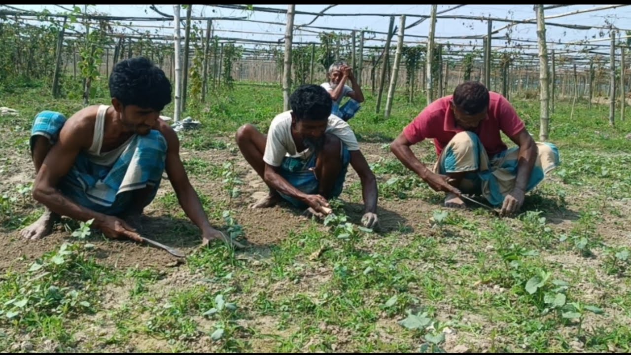  ভেন্দি খেতি। এইজন খেতিয়কেই যোৱা বছৰ আৰৈ লাখ টকা বিকিছিল এইবাৰ আকৌ লগাছে।