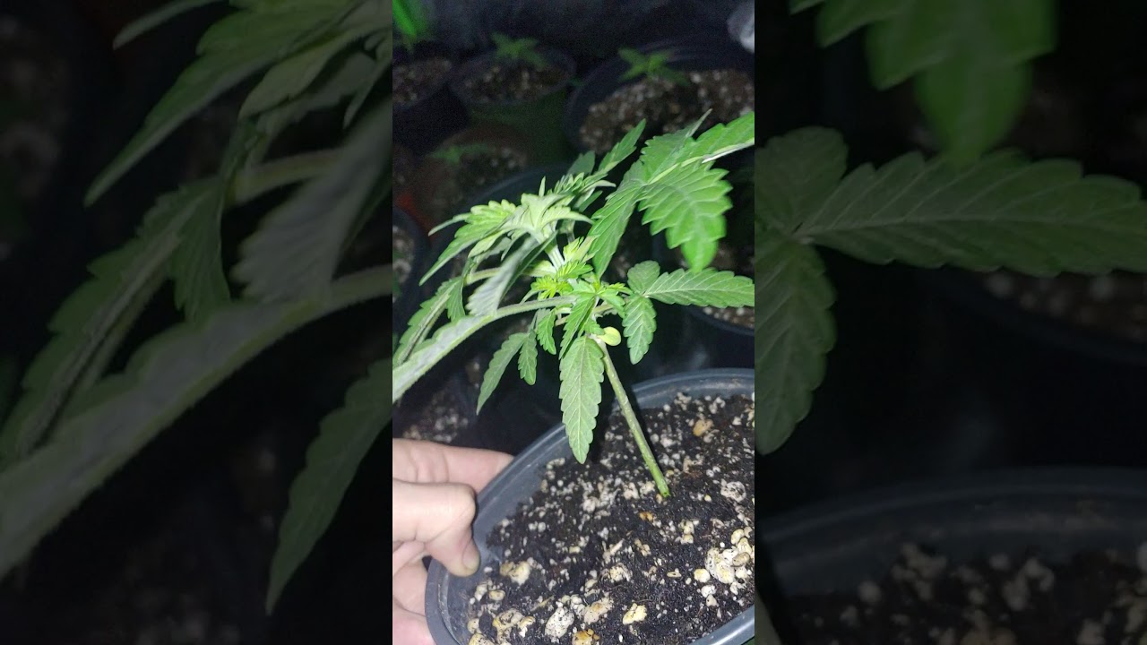 Looks like a male still too early to tell