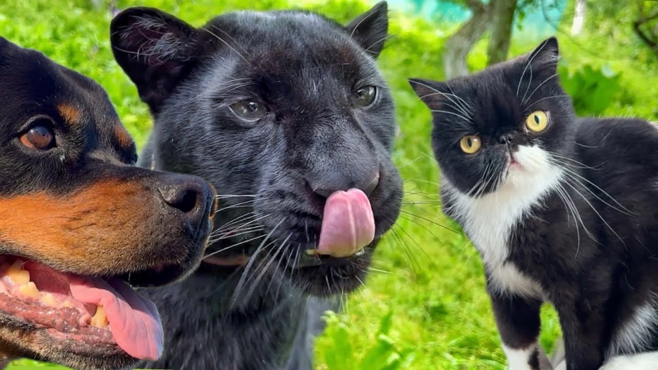 К пантере Луне и Вензе приехал в гости Мультик 😸