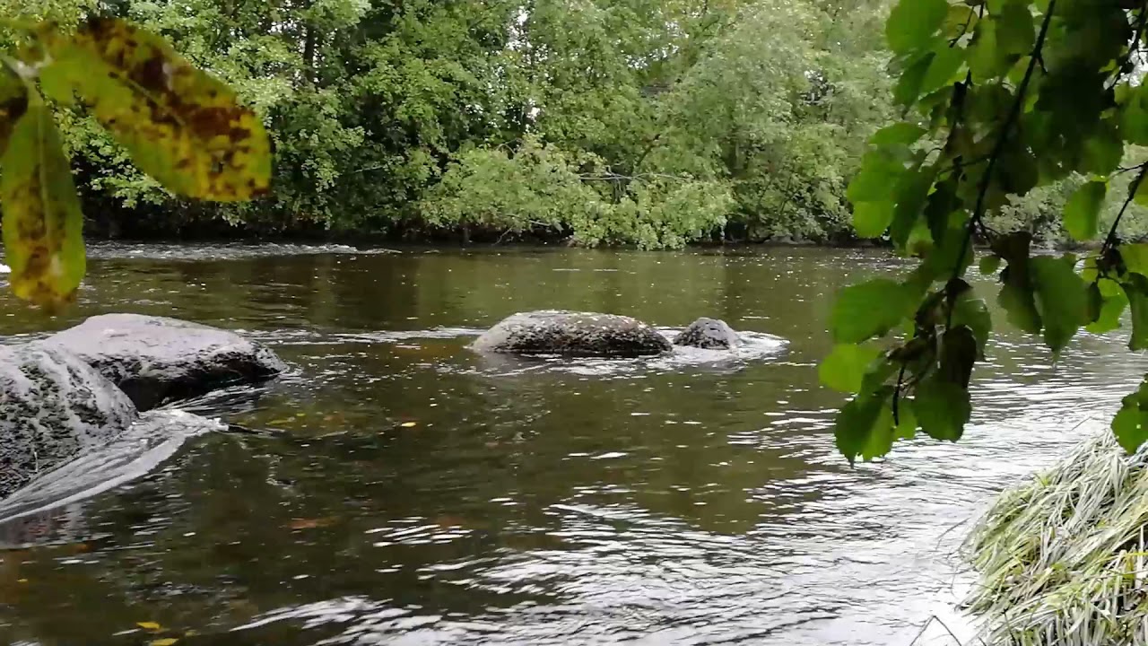 Koppla Av med Långsamt Strömmande Vatten | 1 timme Skogså | Naturljud