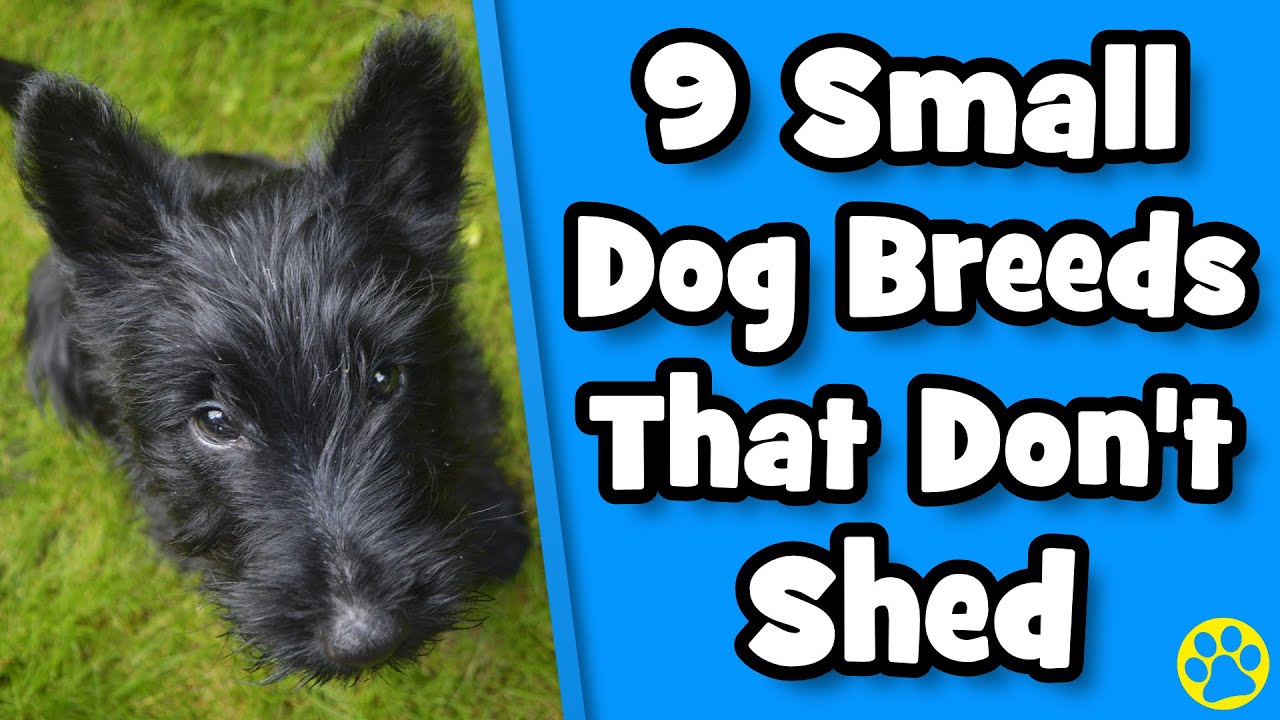 Top 9 Small Dogs That Don't Shed
