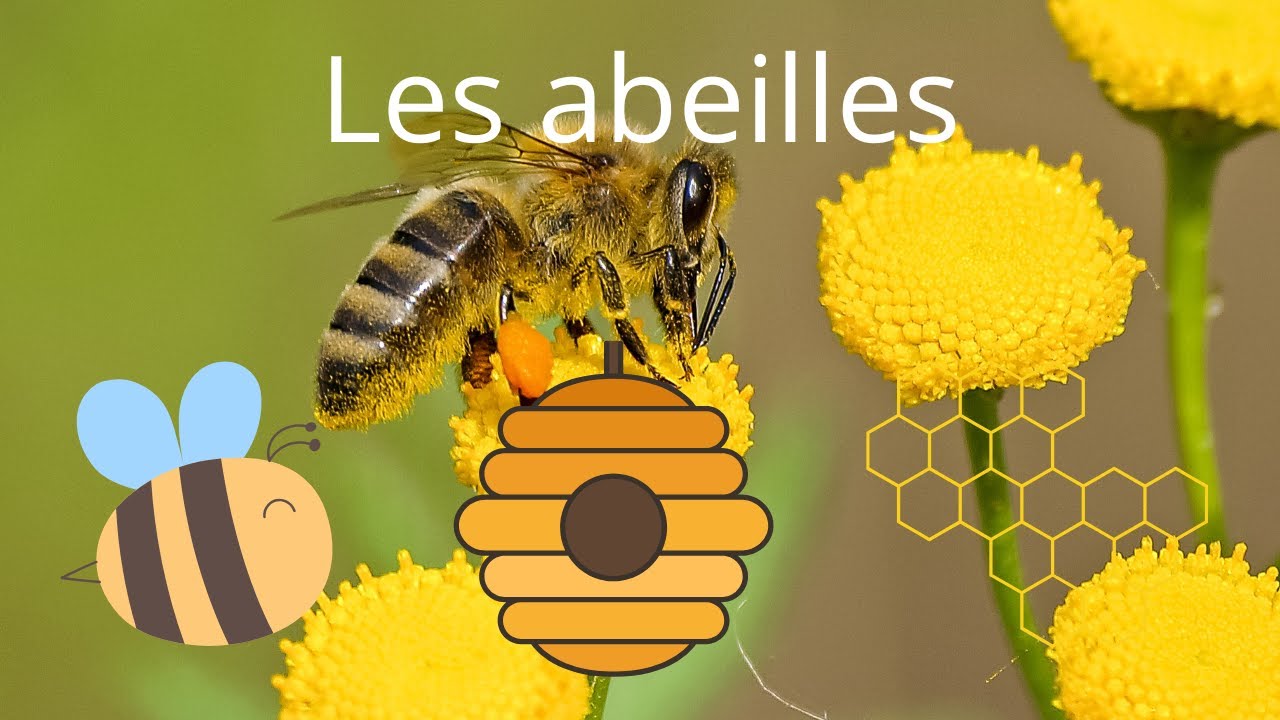 Les Abeilles : Gardiens de notre Écosystème.