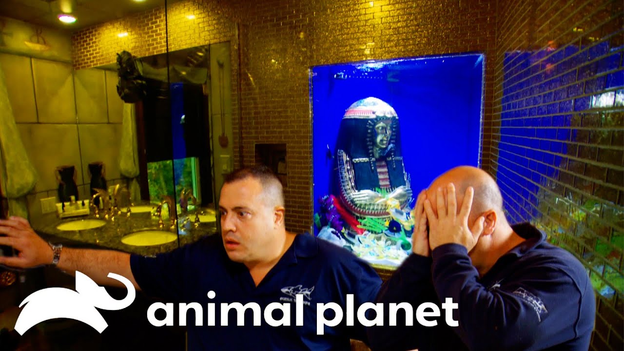 A Fish Tank In the Shower?! | Tanked | Animal Planet