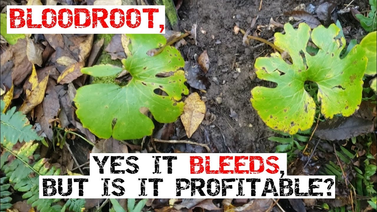 Bloodroot, Yes It Bleeds But Is It Profitable?