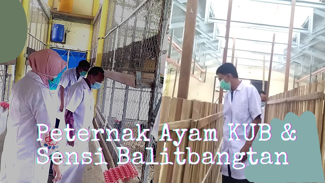 Testimoni Peternak Ayam KUB & Sensi Balitbangtan