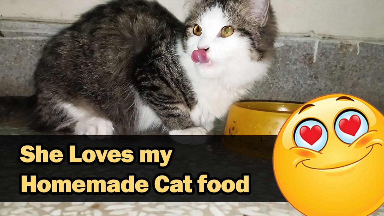 Satisfy Your Cat's Cravings with Homemade Food -  Balanced Homemade Cat Food Recipe