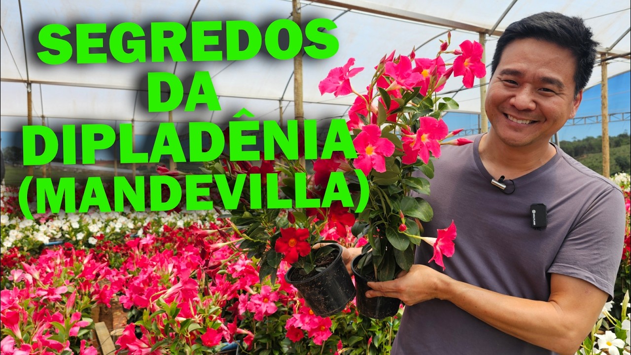 Dipladênia (Mandevilla) -  O Segredo para um MUITAS Flores