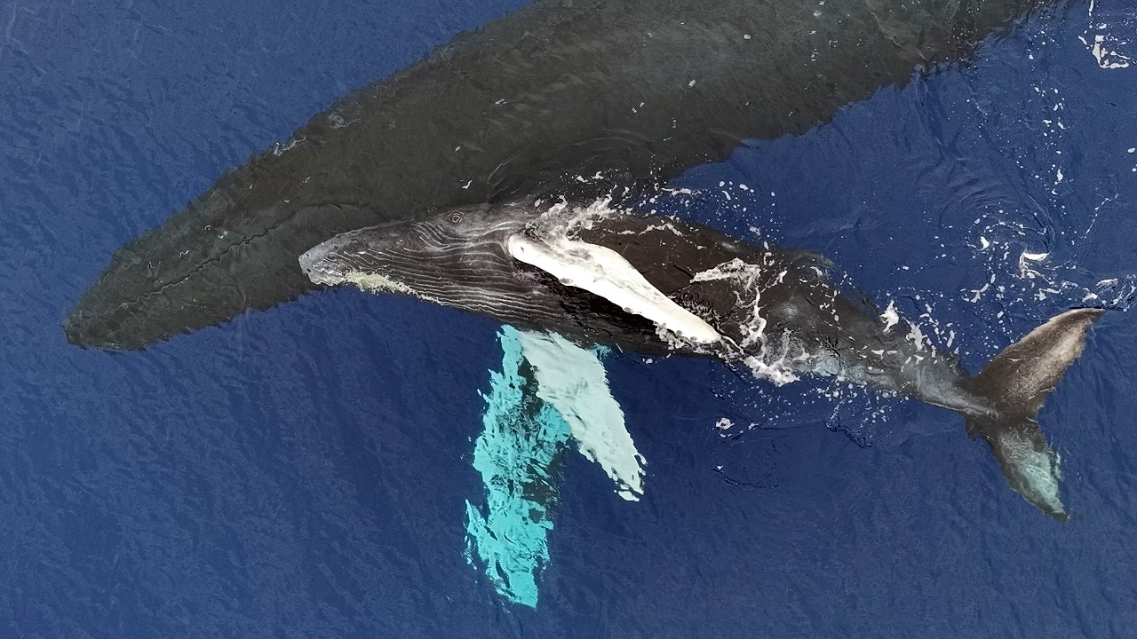 Humpback whales - Maui