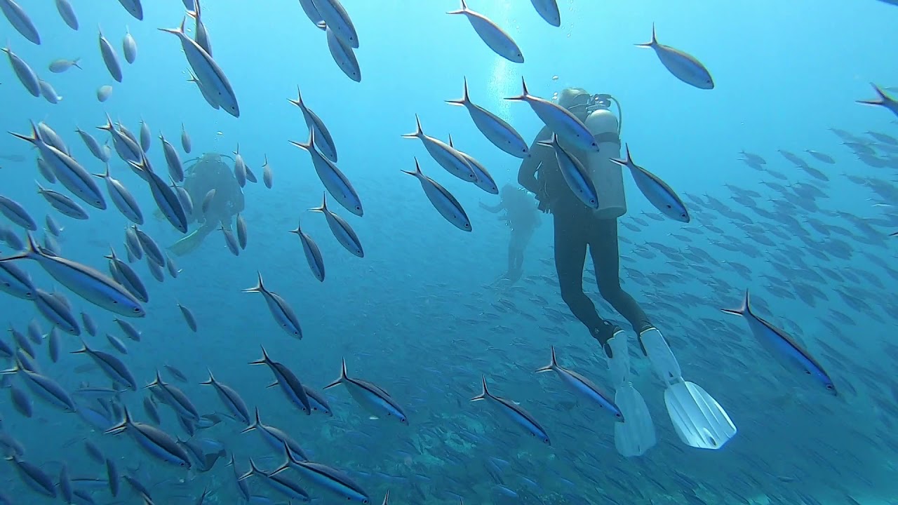 Tubbataha Reef - Impressive School of Fish - 2019.03.22