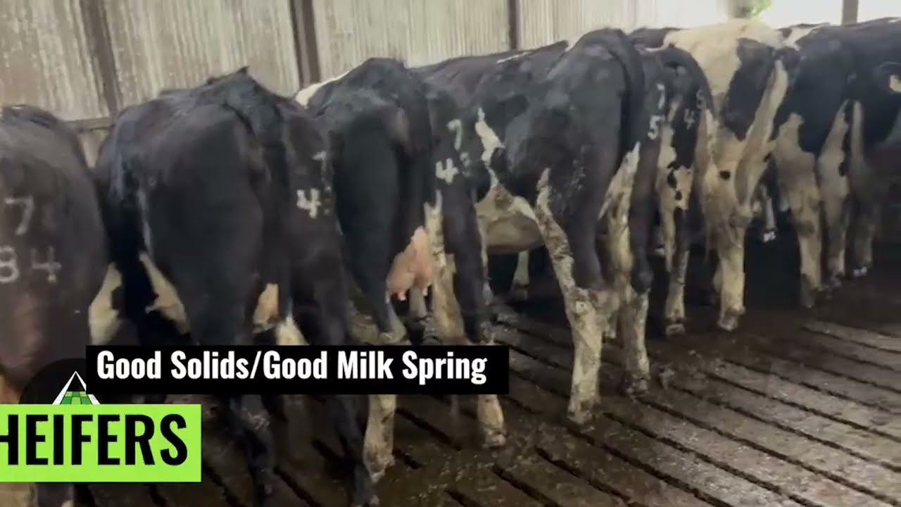 Calved & On Point Of Calving Heifers - Grasstec