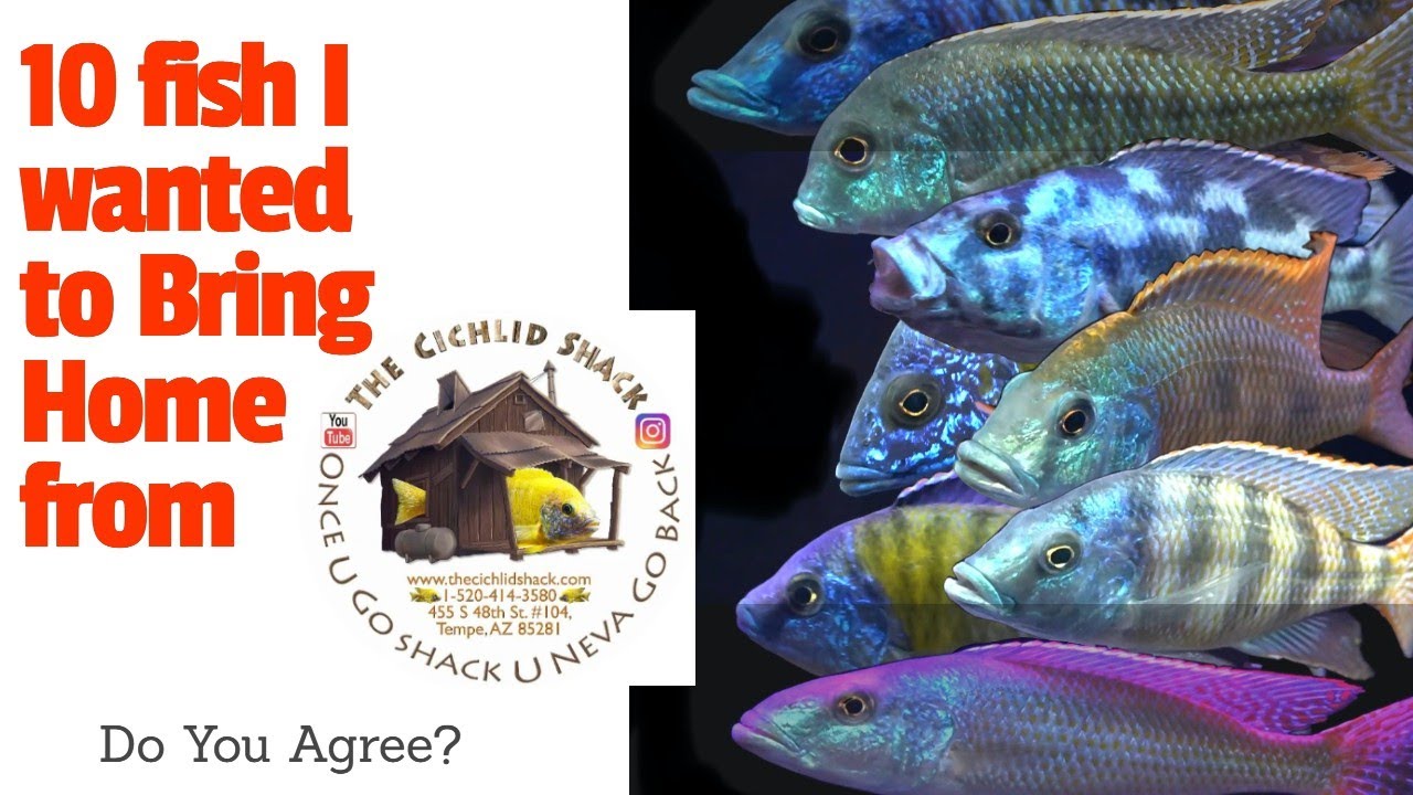 TOP 10 FISH I Wanted to Take Home with Me from The Cichlid Shack! [NOT what the Ones you Expect!]