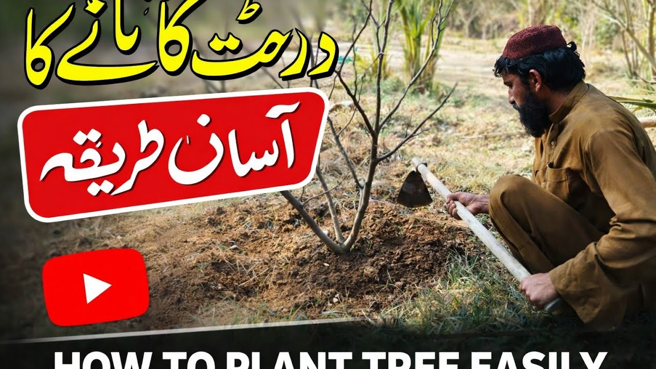 How to Plant a Tree Easily | Step by Step Tree Planting Guide