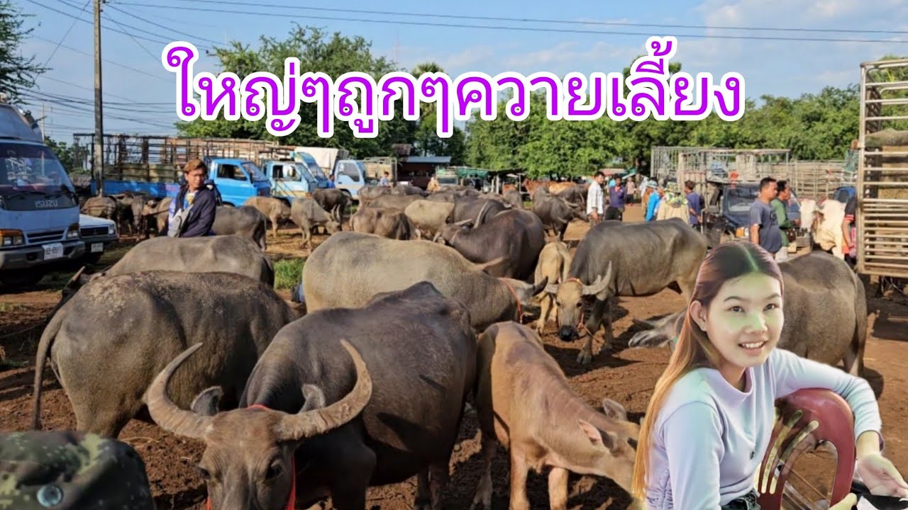 #ราคาควายวันนี้ ยังถูกๆ ใหญ่ๆ15000 บรรยากาศ #ตลาดนัดโคกระบือ แยกการช่าง อ.กันทรลักษ์ จ.ศรีสะเกษ