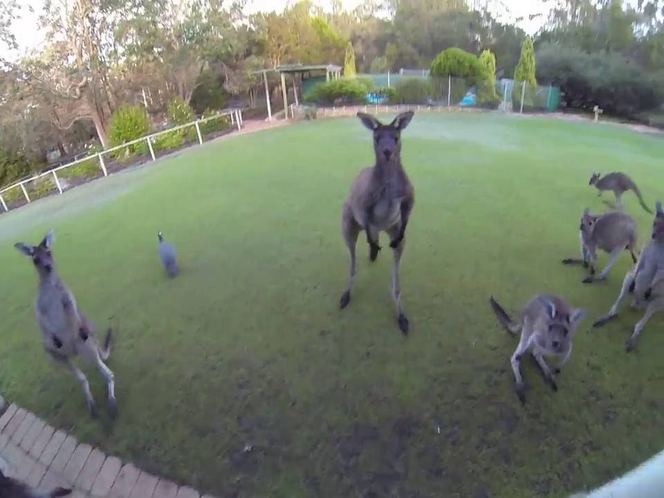 Australian Western Grey kangaroos