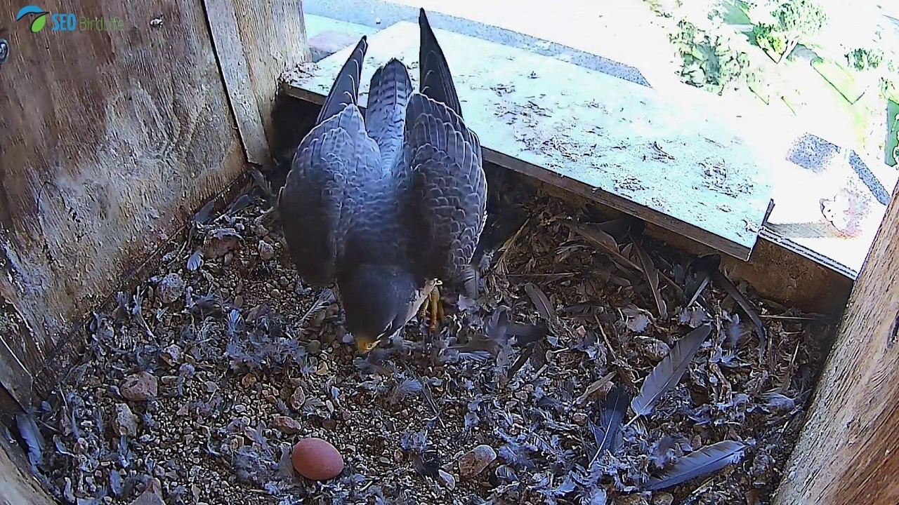 🥚 ¡PRIMER HUEVO!  🦅 · Halcón peregrino · Zamora, Castilla y León, España