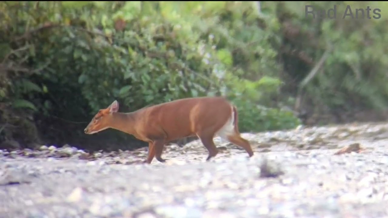 barking deer and it's sound #wildlife #deer #nature