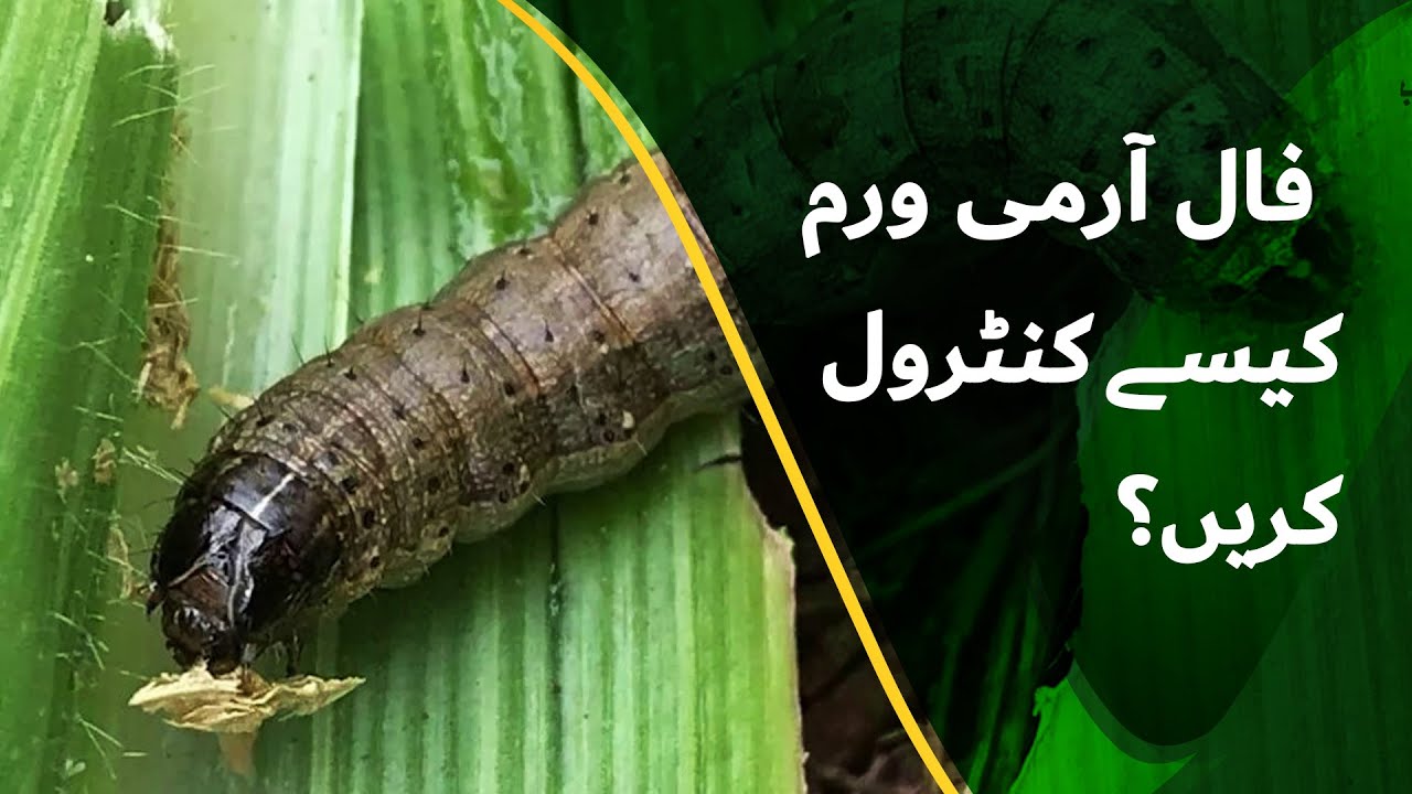 Fall Army Worm Attack on Maize - پت جھڑی لشکری سنڈی کا حملہ - |BaKhabar Kissan|
