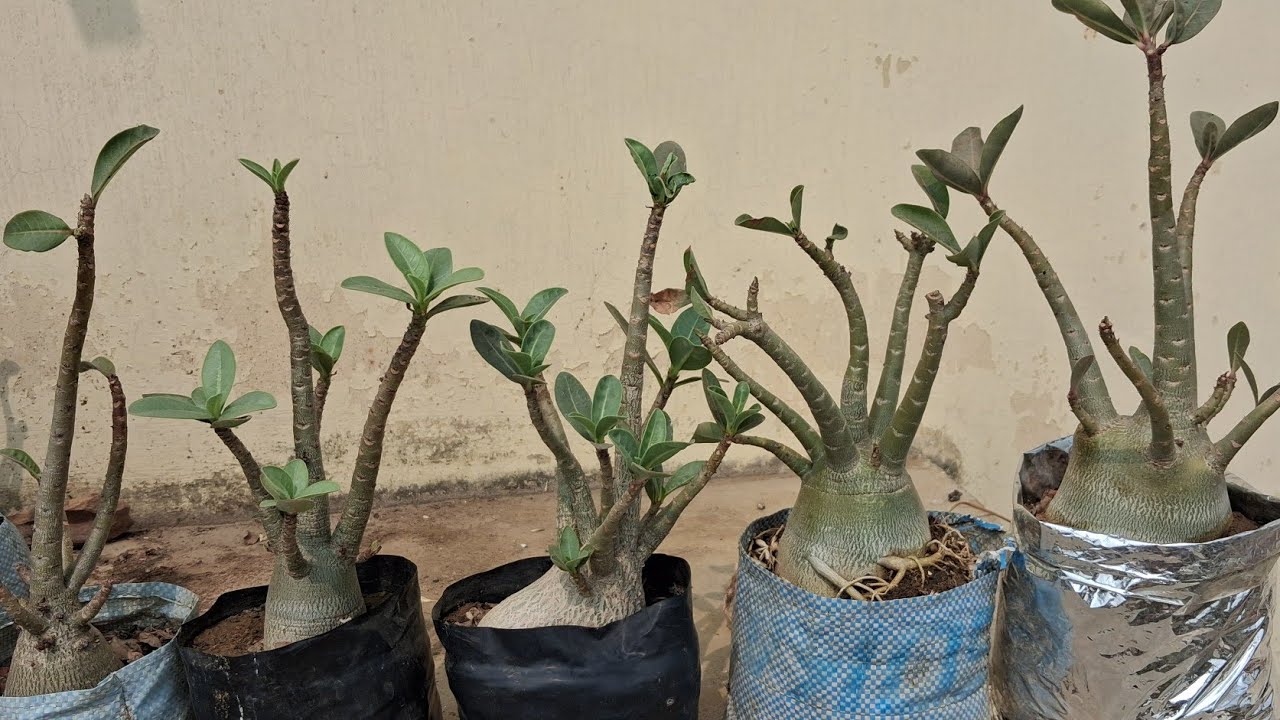 Arabicum adenium 