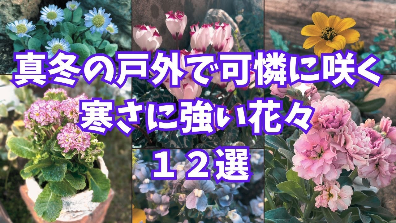 【冬でも外で楽しめる花１２選】冬の屋外で可憐に咲いてくれているガーデンの花々をご紹介します。#gardening #ガーデニング #flowers #garden
