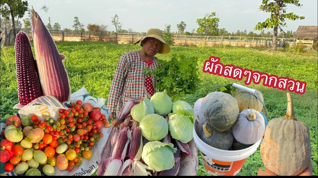 เข้าสวนเก็บผักหักข้าวโพดขายตลาดพรุ่งนี้🌽
