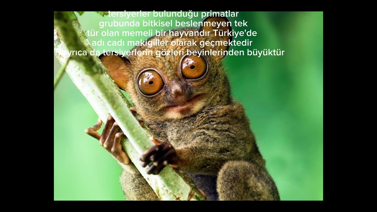 tersiyer hayvanı hakkında bilgiler