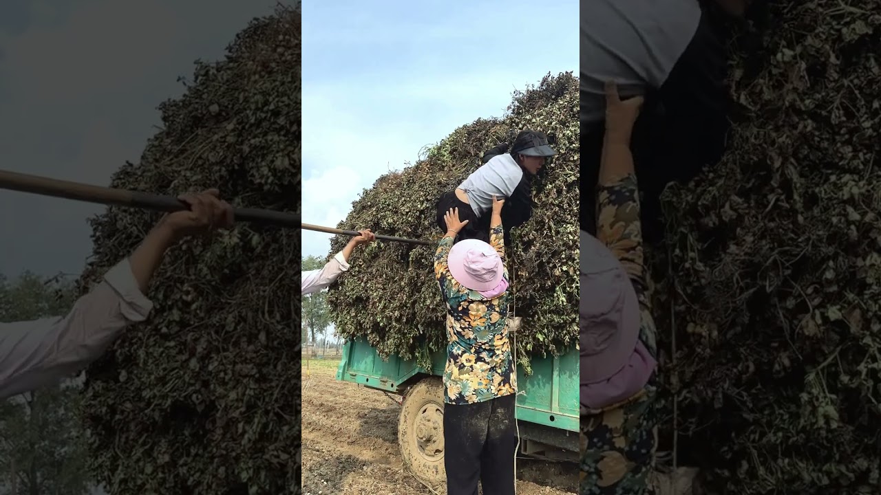 Farm to Table: Fresh Produce Straight from the Garden | 2024 #short #farmtotable #agriculture