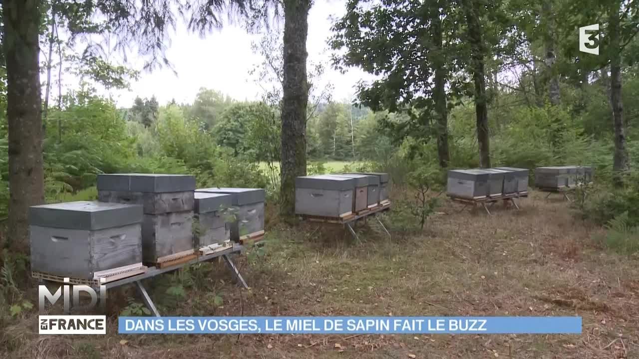 FEUILLETON : Dans les Vosges, le miel de sapin fait le buzz
