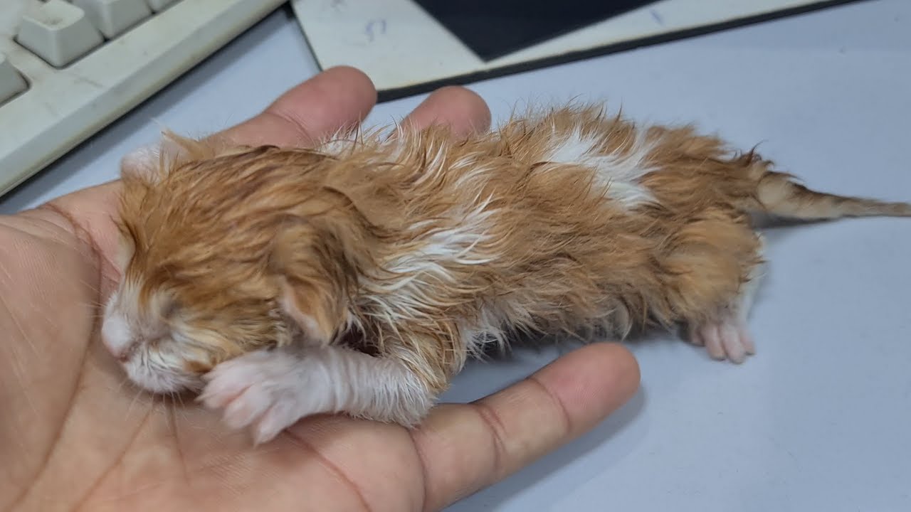 Watch Our Adorable Newborn Kitten Take Her Adorable First Bath!