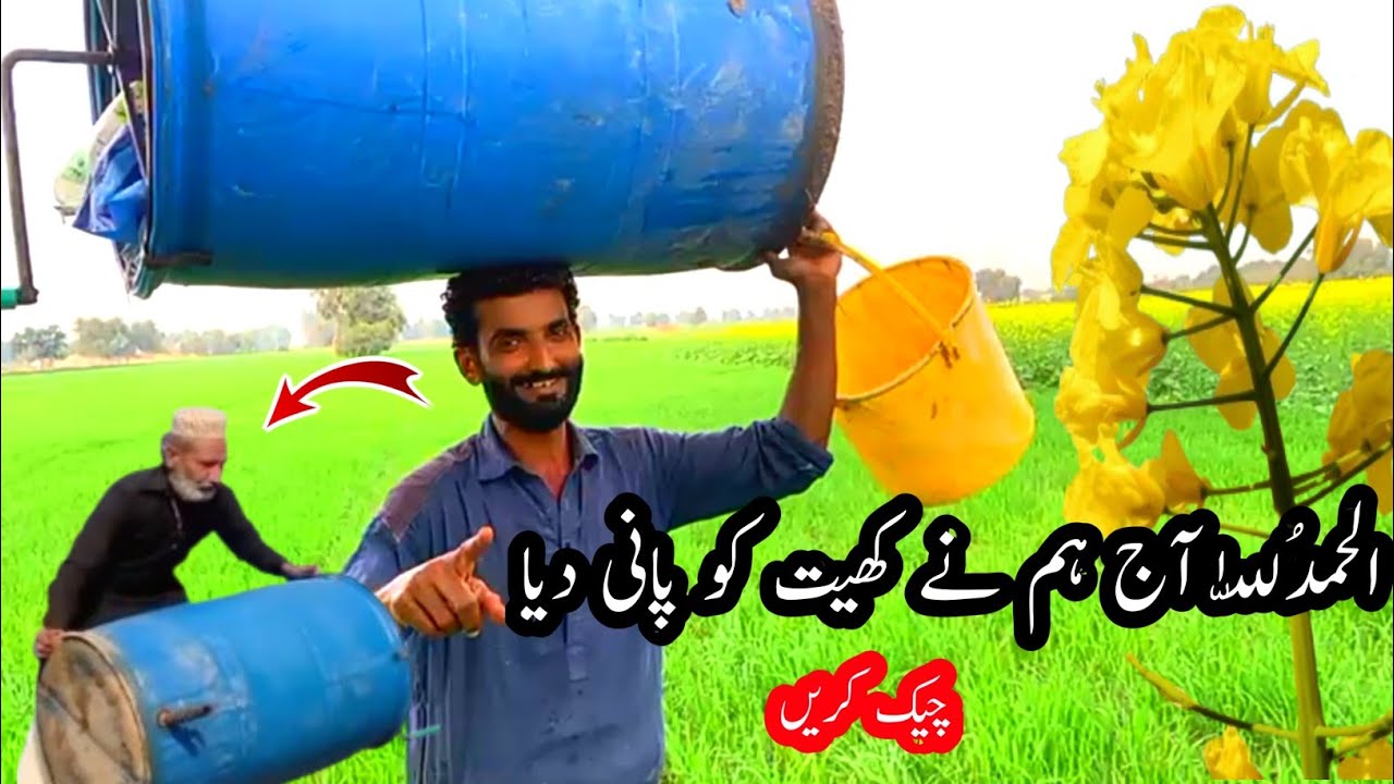 Alhamdulillah, Today We Watered Our Fields | Simple Village Farming Life | Mera Vlogs TV