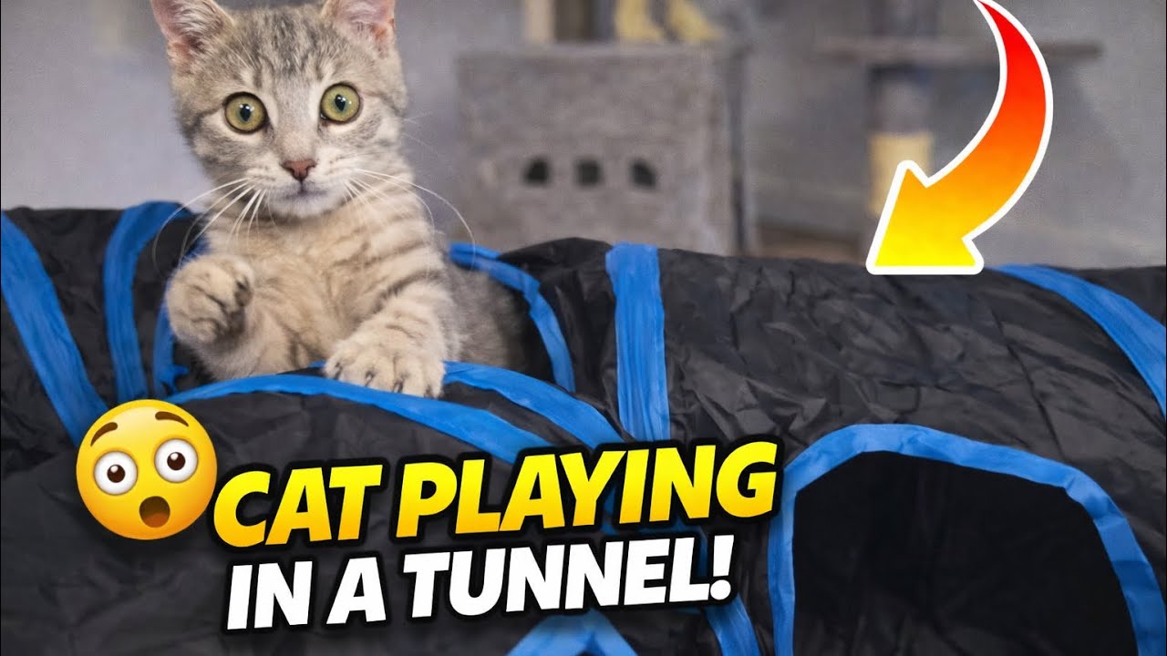 Fluffy the Cat’s Tunnel Adventure – Cute and Funny Moments! 😊😺😺