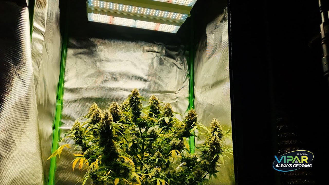 Grow Series: ViparSpectra XS1500 PRO Grow Lights (NEW 2023) Episode 2 - Veg and Flowering