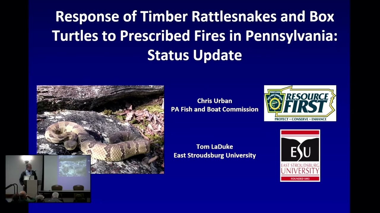 Timber Rattlesnakes & Box Turtle Study Chris Urban and Tom LaDuke