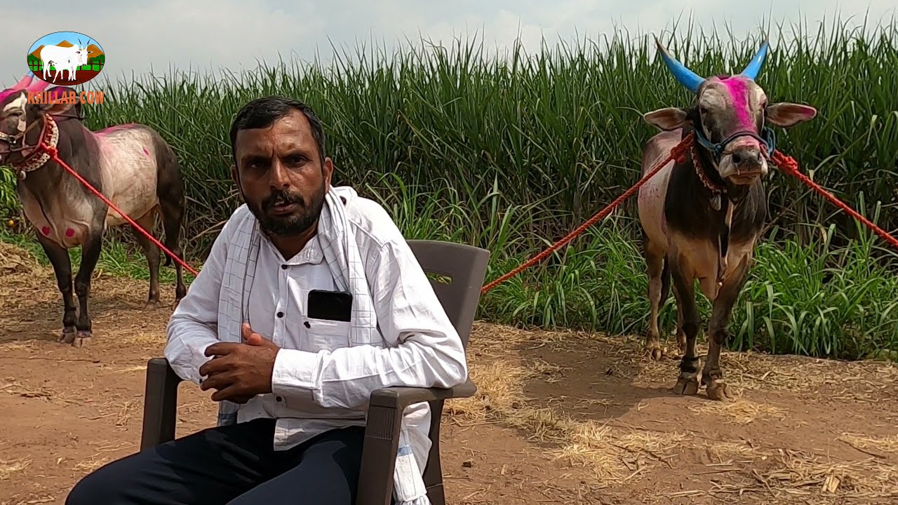 बैलगाडी शर्यत क्षेत्रातील संपुर्ण माहिती असणारे बाळु माने शाळगांव | सांगली | बैलगाडा शर्यत |