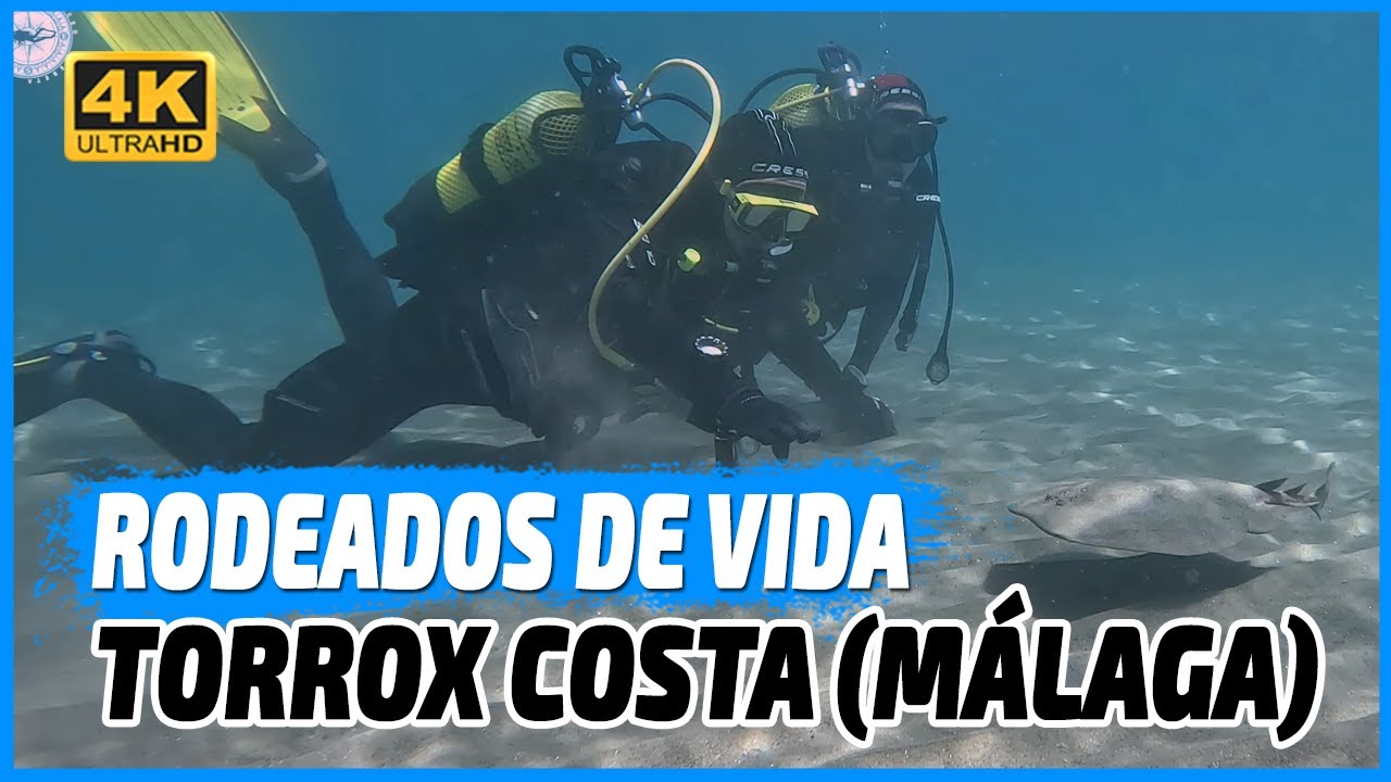🐠 Descubre el fascinante mundo submarino de Torrox Costa (Málaga) | Buceo recreativo, sepias y más 🌊