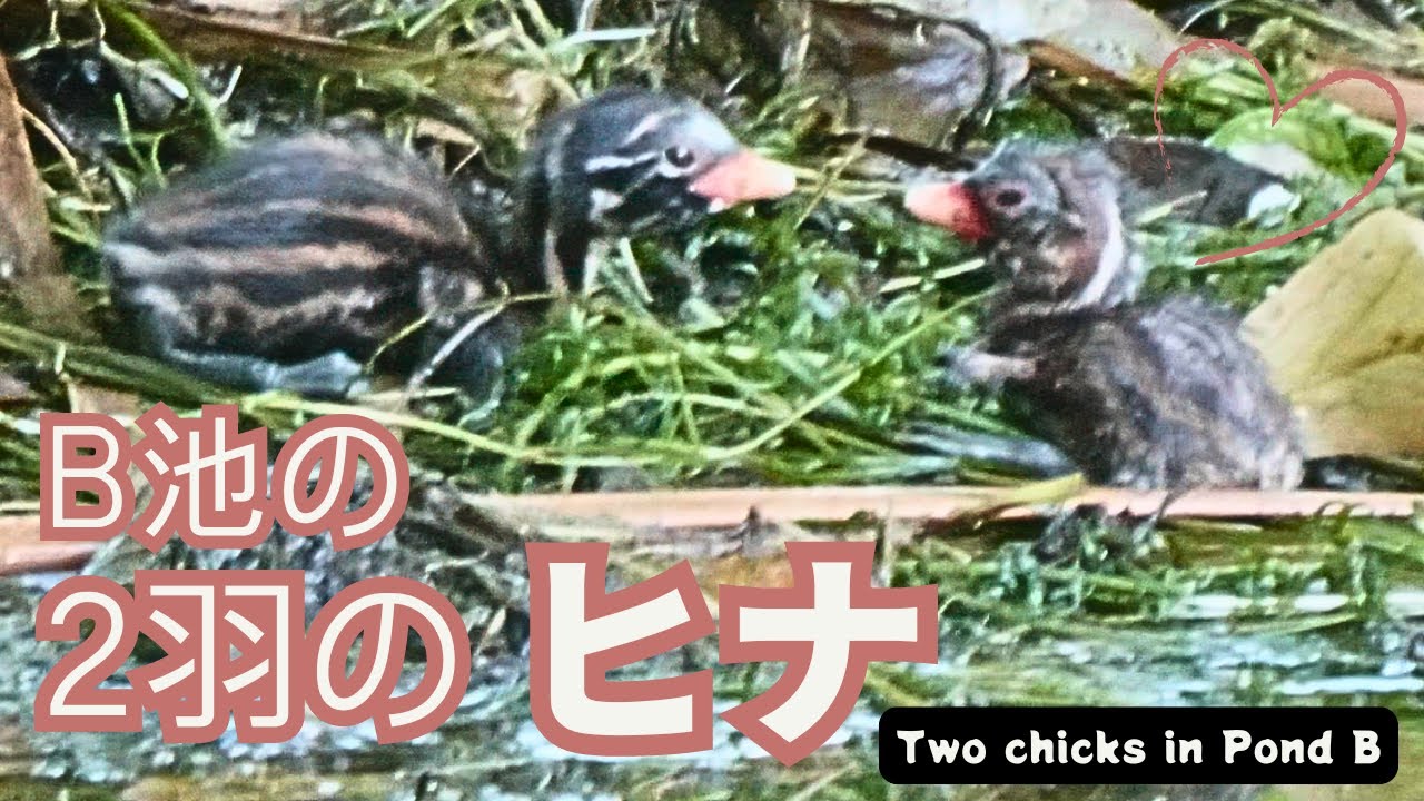 【カイツブリ】井の頭公園弁天池の2羽のカイツブリヒナ