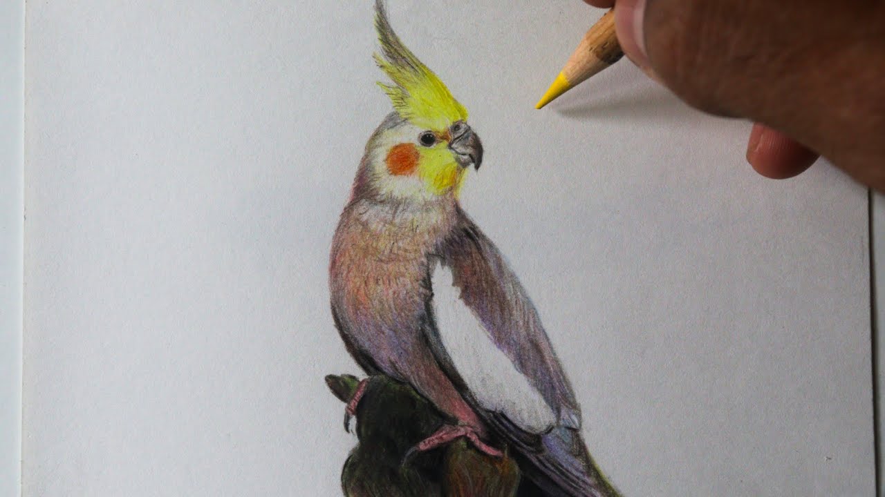Como desenhar uma Calopsita realista PASSO A PASSO narrado