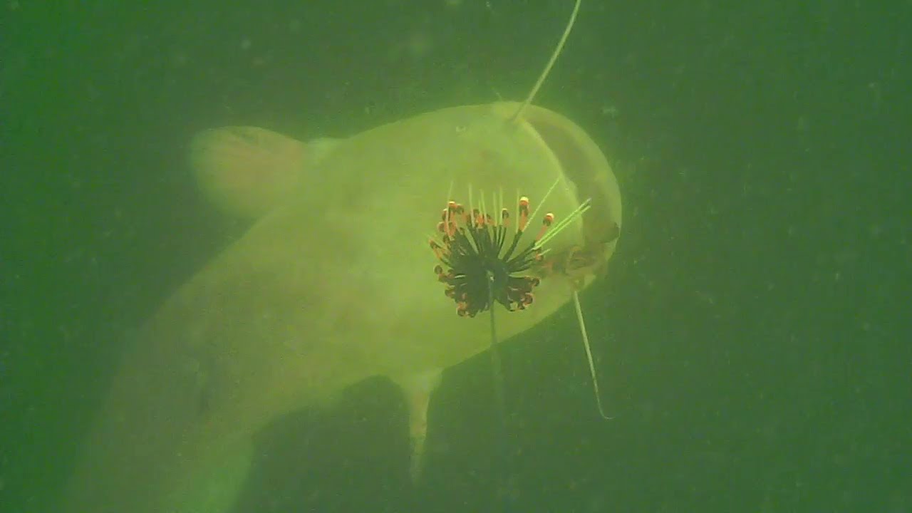 SILURE SEMI ALBINOS !?! MADCAT CLONK TEASER UNDERWATER Compilation