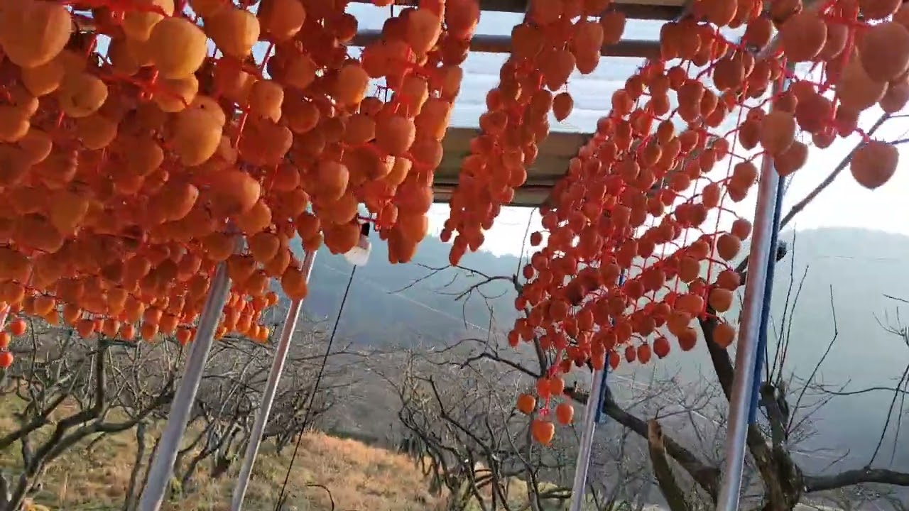 산속 곶감 덕장겸 쉼터